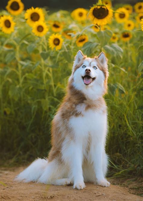 white and brown siberian husky puppy on green grass during daytime photo – Free Dorthea dix park ...