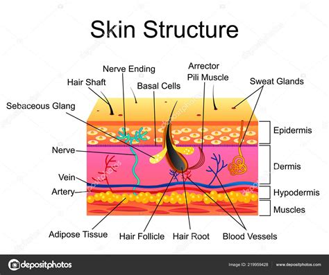 Diagram Of Skin Anatomy