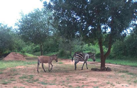 Zonkey born in Kenya after zebra mates with a donkey - Lonely Planet