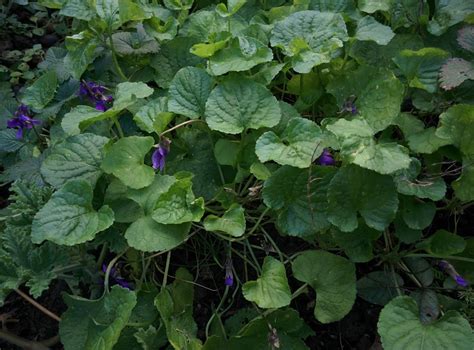 Sweet violet – purple – MeadowSweet Herbs & Flowers