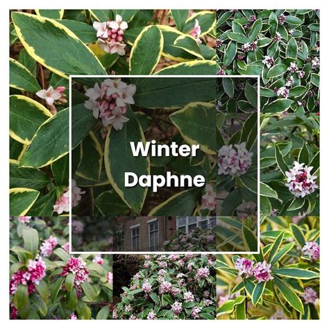 How to Grow Winter Daphne - Plant Care & Tips | NorwichGardener