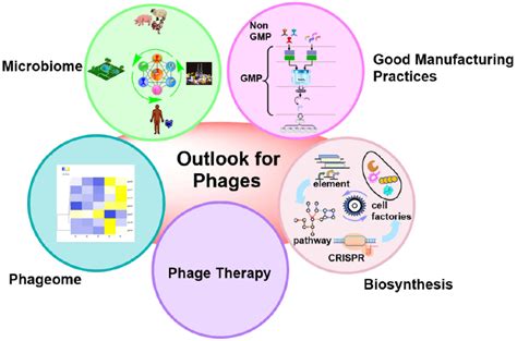 Perspectives of engineered phages. Development and improvement of phage ...