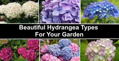 22 Types of Hydrangea Shrubs (with Pictures): Identification Guide