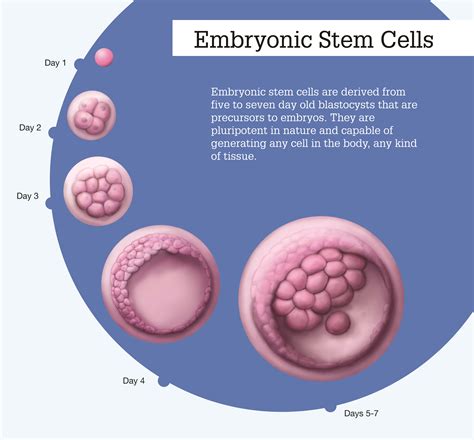 Αποτέλεσμα εικόνας για embryonic stem cells