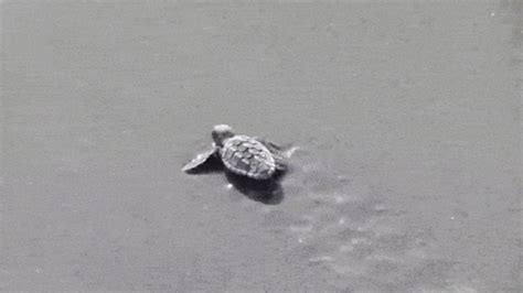 Sea Turtles Gif - IceGif