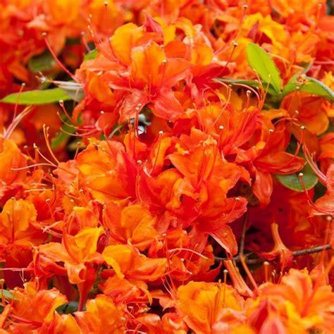 Rhododendron Hotspur Red 1l - Fruttii Shop