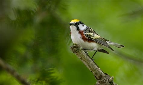 Chestnut-sided Warbler | Audubon Field Guide