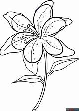 Lily Coloring Page  Easy Drawing Guides sketch template