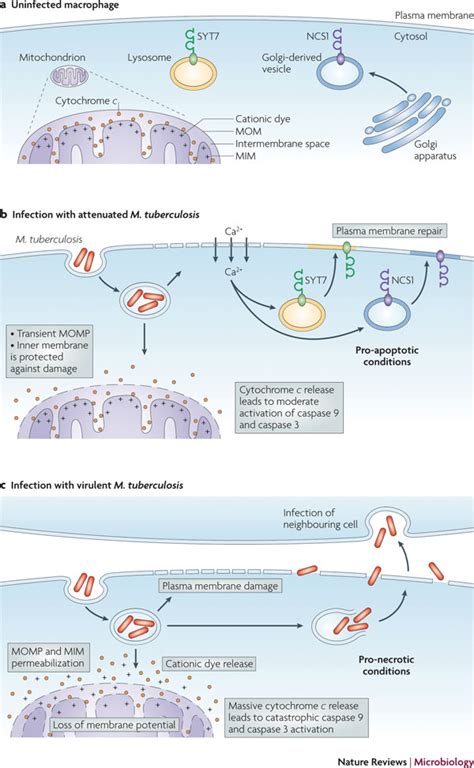 The antinecrotic action of prostaglandin E2 is mediated through the... | Download Scientific Diagram