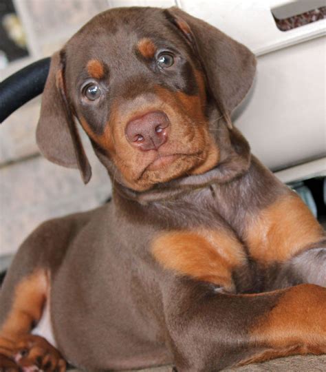 Doberman Pinscher Puppies For Sale | Los Angeles, CA #188456