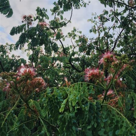 Day 139 – Monkeypod tree flowers in full bloom – A Photographic Journey ...