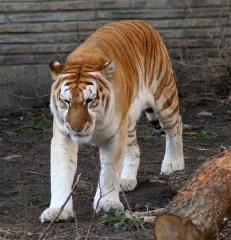 Prakash Dhumal: Beautiful Unusual Golden Tabby Tiger