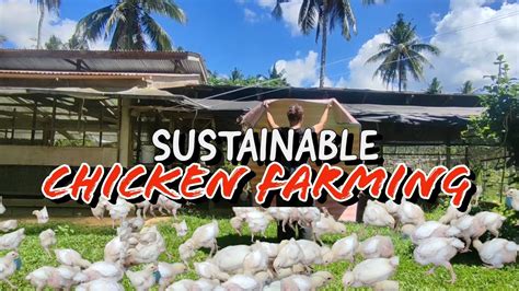 CHICKEN FARMING IDEAS‼️Grow this to lessen your feedcost and keep your chickens healthy. - YouTube