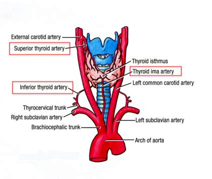 PBL 31 - Thyroid disorders Flashcards | Quizlet