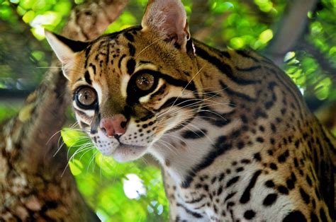 Kari LikeLikes: I like Ocelot a lot #nature #animals