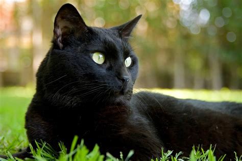 Cat Black Feline · Free photo on Pixabay