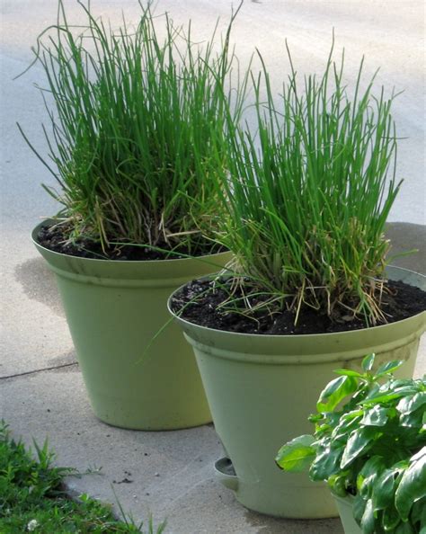 Chives in winter | The Herb Patch