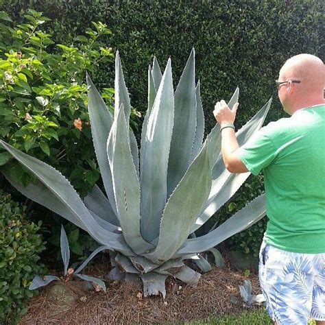 Huge Aloe Plant | Gardens | Pinterest