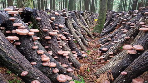 How Japanese Farming Millions of Shiitake Mushroom in Forest - Mountain Shiitake Mushroom ...