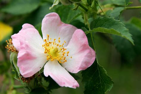 File:Wild rose flower.jpg - Wikimedia Commons