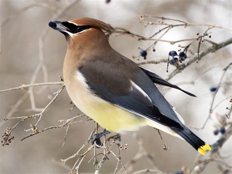 Cedar Waxwing - New York Breeding Bird Atlas