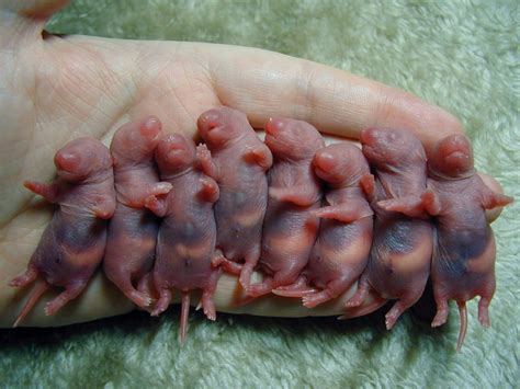 Baby rats (pinkies) : aww