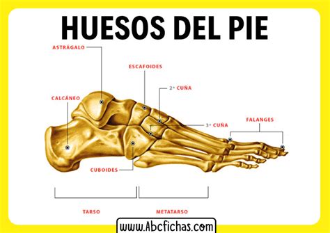 Anatomia de los huesos del pie - ABC Fichas