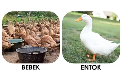 Perbedaan Daging Bebek dan Entok: Tekstur, Rasa, dan Nutrisi - Read More