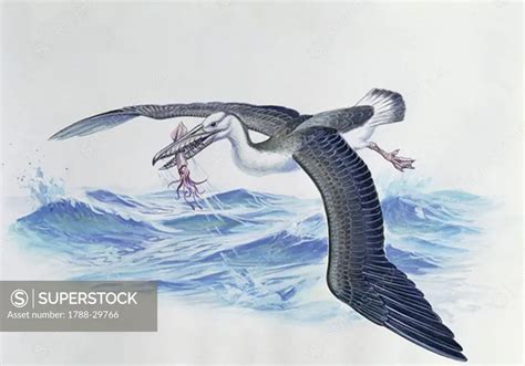 Zoology: Birds - Prehistoric Birds - Cainozoic era - Osteodontornis orri. Art work - SuperStock