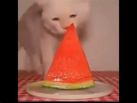 cat eating watermelon really fast meme - YouTube