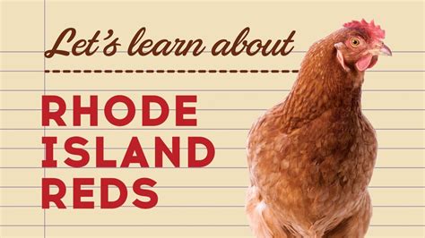 What is the color of the eggs laid by a Rhode Island Red? - The Rhode Island Directory