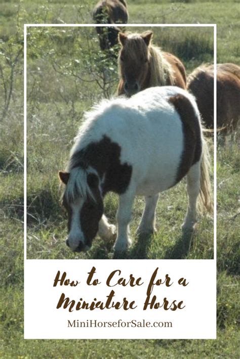 How to Care for a Miniature Horse ⋆ Little America Miniature Horses