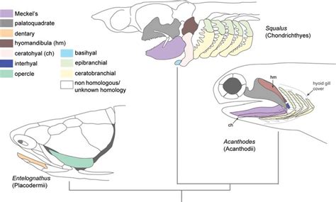 Jaw patterning in cartilaginous fish classes Placodermii,... | Download Scientific Diagram