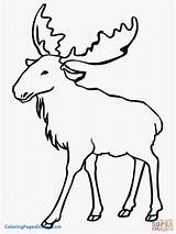 Bull Elk Coloring Pages At GetColoringscom  Free Printable Colorings sketch template
