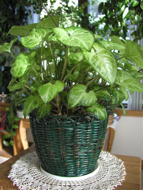 Arrowhead Plant. Bold, arrow-shaped green leaves that are sometimes tinged silver or pink. Older ...