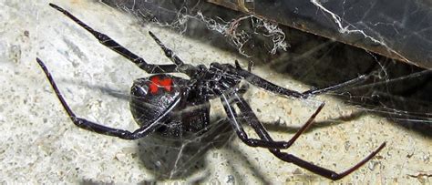 Black Widow Spider Facts | Pointe Pest Control