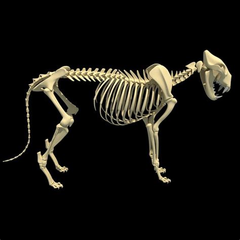 3d lion skeleton