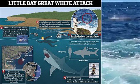 Sydney shark attack: Chilling reason behind horror at Little Bay ...