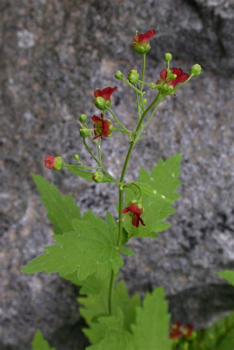 Scrophularia californica (Scrophulariaceae) image 24422 at ...