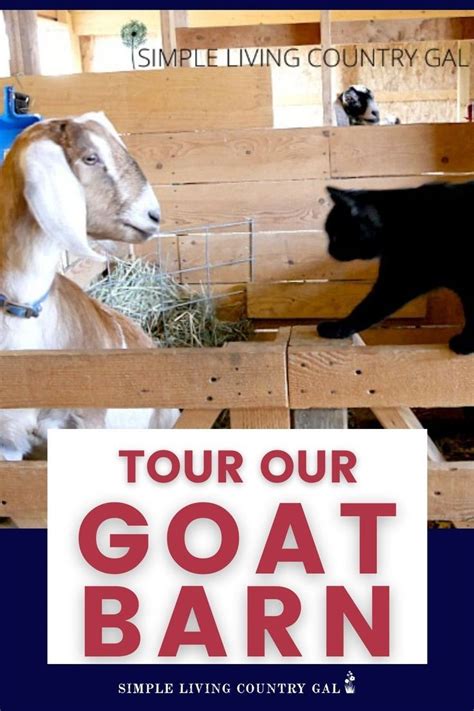 DIY Goat Barn Conversion: Tour Our Simple and Cost-Effective Solution