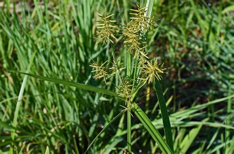 Grassy Weeds - Gecko Green Lawn Care & Pest Control