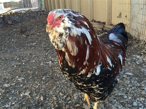 Chicken Breed Focus - Russian Orloff | BackYard Chickens