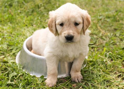 Golden Retriever Personality and Traits - My Golden Retriever Puppies