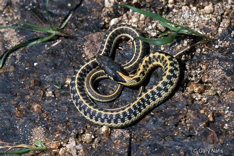 Western Black-necked Gartersnake - Thamnophis cyrtopsis cyrtopsis