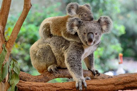 38 Interesting And Fun Facts About Koalas For Kids