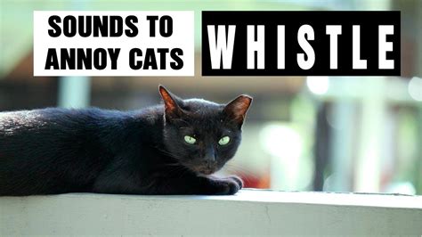 SOUNDS TO ANNOY CATS | Whistles | Make your Cat Go Crazy! HD - YouTube