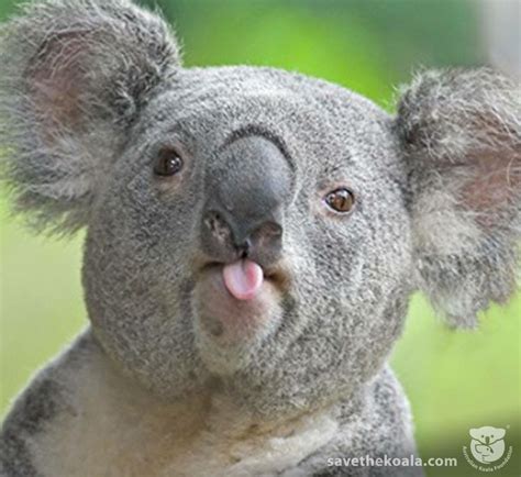 ️😊😁 | Funny koala, Koala bear, Koala