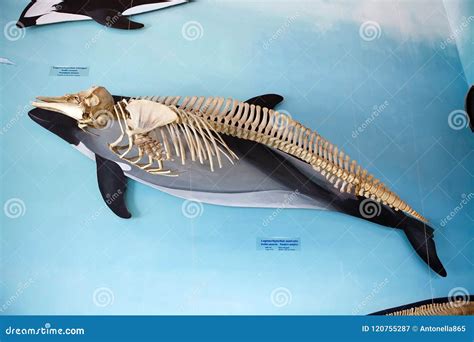 Skeleton Of Dolphin Royalty-Free Stock Photography | CartoonDealer.com ...