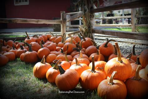 Fall Arrives Early at Irvine Park Railroad Pumpkin Patch