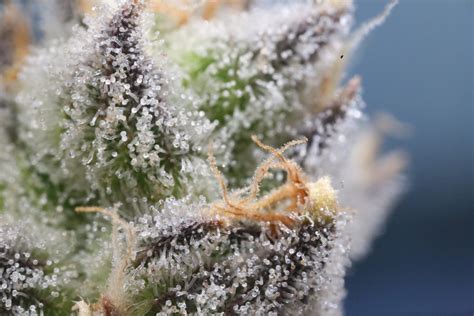 Cannabis Trichome Secrets, Vol. 1 - Terpenes and Testing Magazine